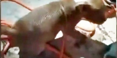 Bombeiros resgatam filhote de pitbull de dentro de buraco no bairro Cidade Alta em Rolim de Moura - Vídeo