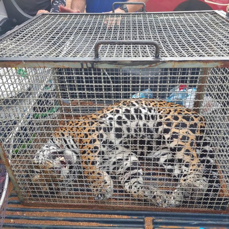 Onça-pintada que invadiu aeroporto de Vilhena morre após ser capturada Onça-pintada que invadiu aeroporto de Vilhena morre após ser capturada