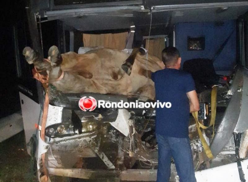 Boi vai parar dentro de ônibus após atropelamento na BR-364 em RO Boi vai parar dentro de ônibus após atropelamento na BR-364 em RO