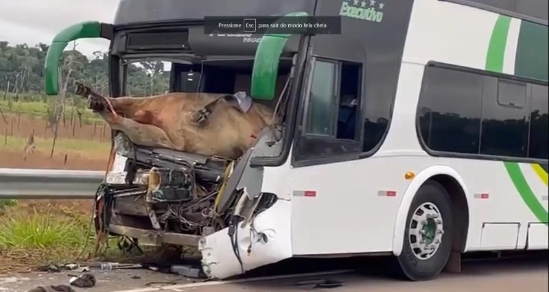 Boi vai parar dentro de ônibus após atropelamento na BR-364 em RO Boi vai parar dentro de ônibus após atropelamento na BR-364 em RO