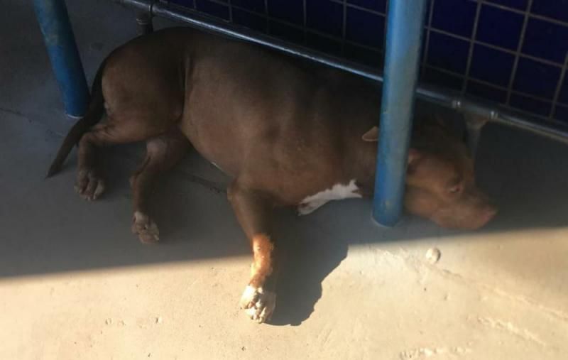 Pitbull encontrado na PEMAZA Auto Peças em Rolim de Moura Pitbull encontrado na PEMAZA Auto Peças em Rolim de Moura