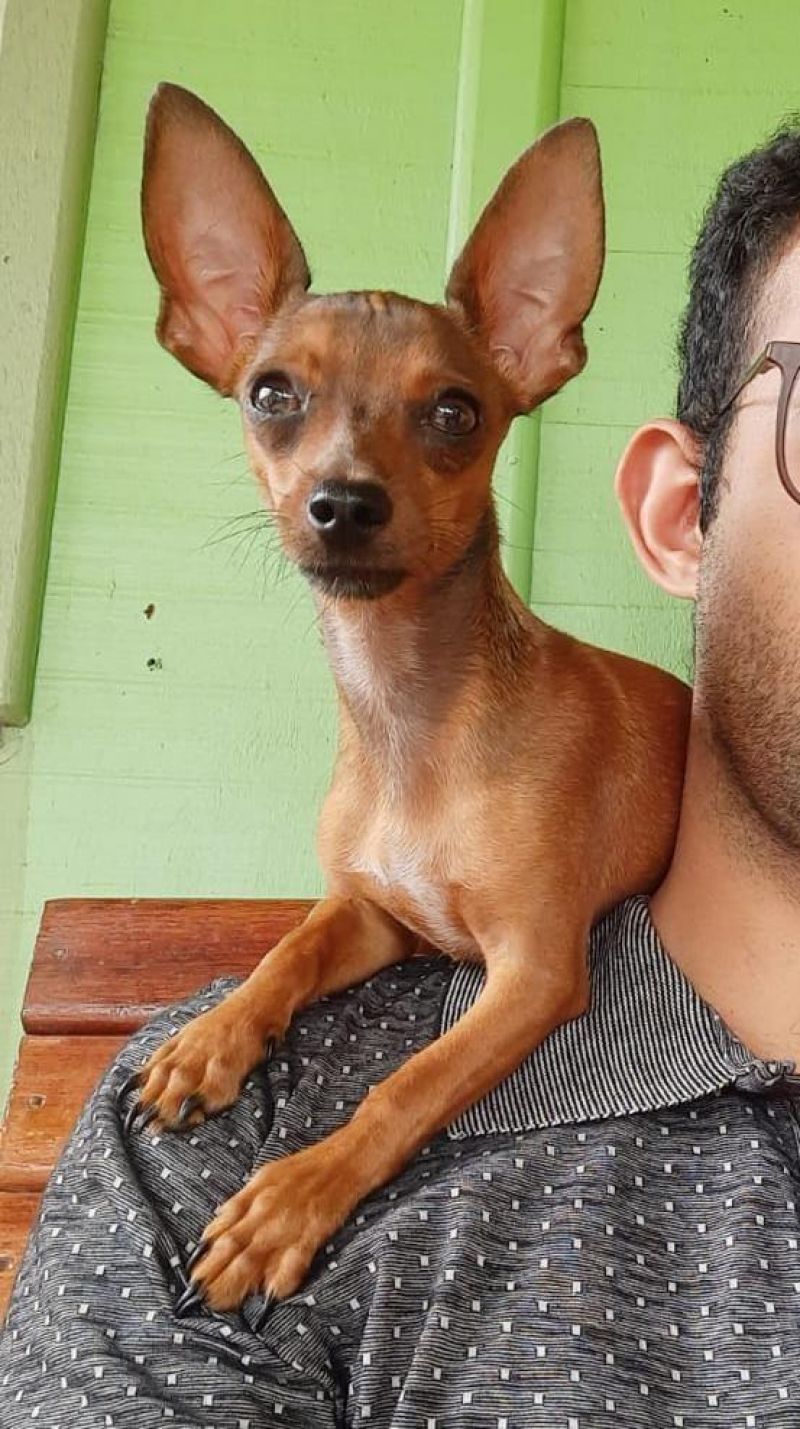 Procura-se e oferece recompensa por cachorro Pinscher, que desapareceu em Rolim de Moura Procura-se e oferece recompensa por cachorro Pinscher, que desapareceu em Rolim de Moura