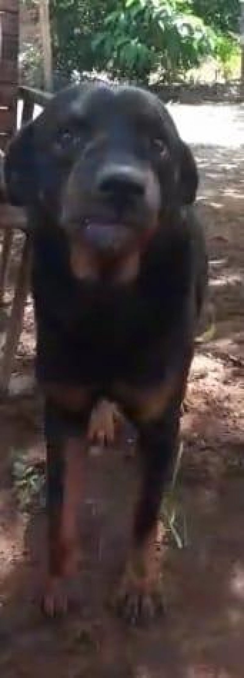 UTILIDADE PÚBLICA - Procura-se por cachorro que desapareceu no bairro São Cristóvão UTILIDADE PÚBLICA - Procura-se por cachorro que desapareceu no bairro São Cristóvão