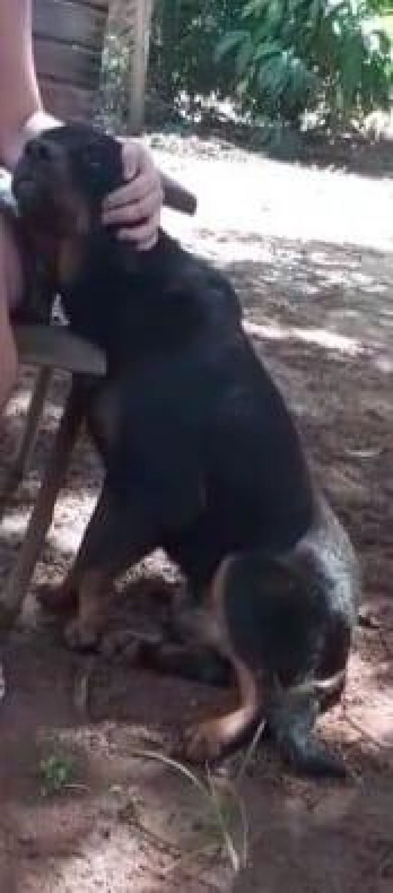 UTILIDADE PÚBLICA - Procura-se por cachorro que desapareceu no bairro São Cristóvão UTILIDADE PÚBLICA - Procura-se por cachorro que desapareceu no bairro São Cristóvão