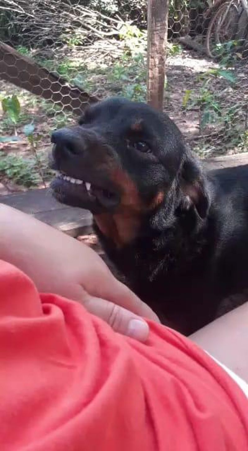 UTILIDADE PÚBLICA - Procura-se por cachorro que desapareceu no bairro São Cristóvão UTILIDADE PÚBLICA - Procura-se por cachorro que desapareceu no bairro São Cristóvão