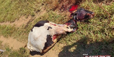 Vaca leiteira da raça holandesa foi furtada, abatida e carneada em uma propriedade em Rolim de Moura