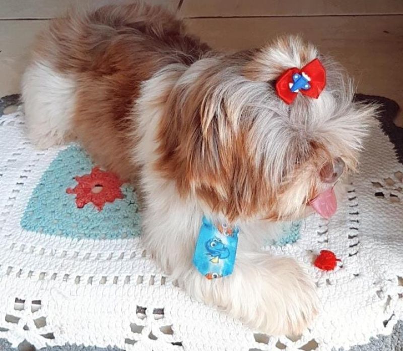 Proprietária oferece gratificação para quem encontrar seu cão que desapareceu no Cidade Alta em Rolim de Moura Proprietária oferece gratificação para quem encontrar seu cão que desapareceu no Cidade Alta em Rolim de Moura