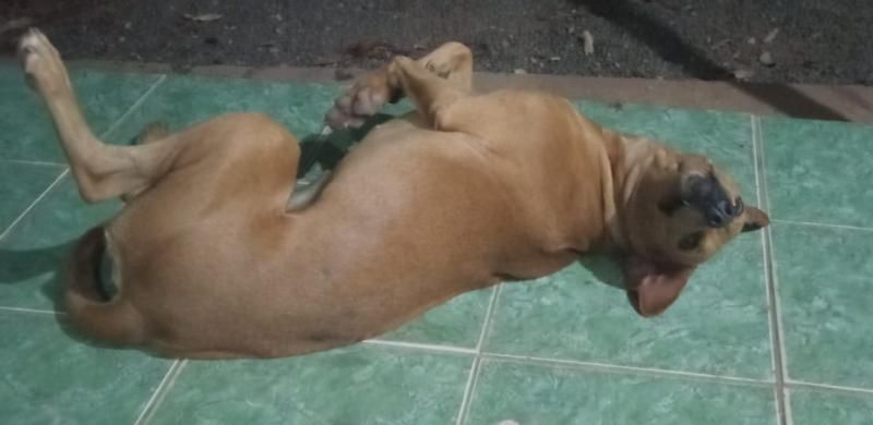 Proprietária oferece gratificação para quem encontrar sua cadela que desapareceu no bairro Centenário em Rolim de Moura Proprietária oferece gratificação para quem encontrar sua cadela que desapareceu no bairro Centenário em Rolim de Moura