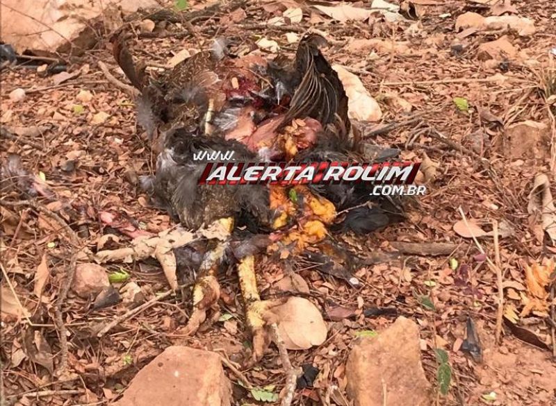 Após ter para-brisas atingido por galinha, motorista perdeu o controle da direção e bateu em árvore na linha 192 em Rolim de Moura Após ter para-brisas atingido por galinha, motorista perdeu o controle da direção e bateu em árvore na linha 192 em Rolim de Moura