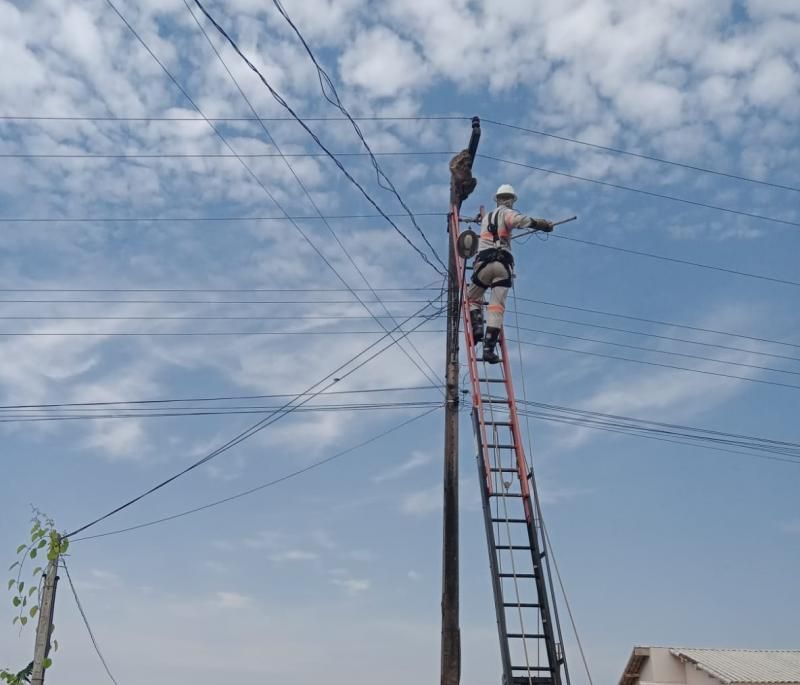 Bicho-preguiça é resgatado em poste de 11 metros por equipe da Energisa em Ouro Preto do Oeste Bicho-preguiça é resgatado em poste de 11 metros por equipe da Energisa em Ouro Preto do Oeste