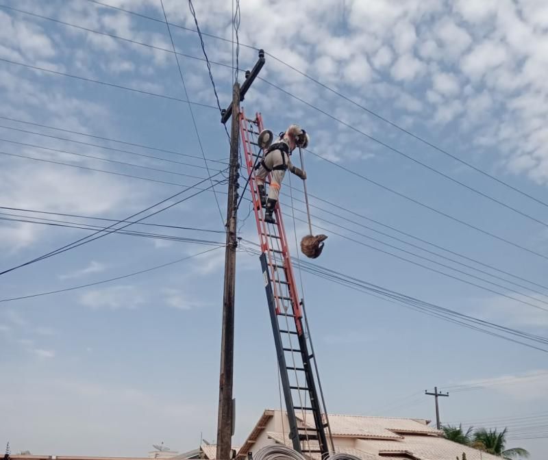Bicho-preguiça é resgatado em poste de 11 metros por equipe da Energisa em Ouro Preto do Oeste Bicho-preguiça é resgatado em poste de 11 metros por equipe da Energisa em Ouro Preto do Oeste