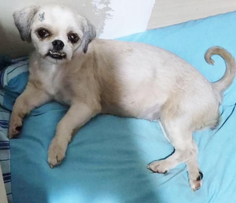 Proprietária oferece gratificação para quem encontrar sua cadela que desapareceu no bairro Beira Rio em Rolim de Moura Proprietária oferece gratificação para quem encontrar sua cadela que desapareceu no bairro Beira Rio em Rolim de Moura