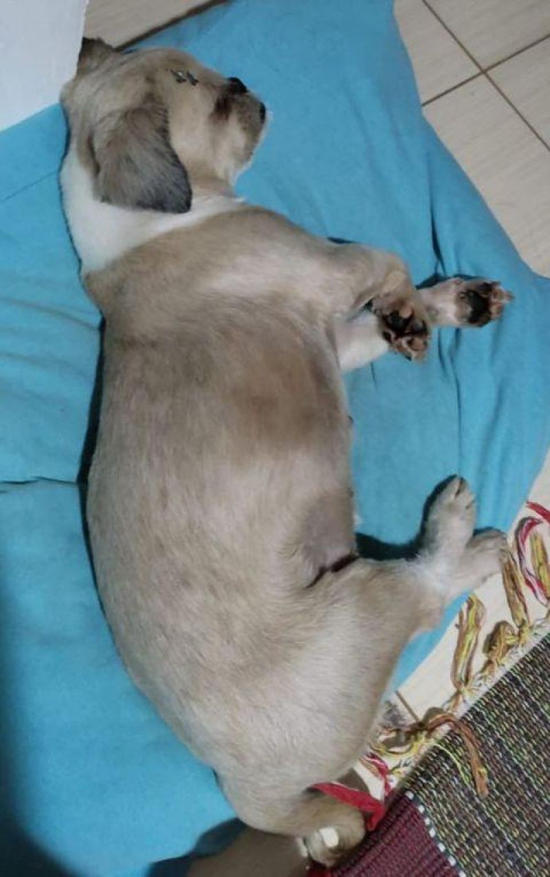 Proprietária oferece gratificação para quem encontrar sua cadela que desapareceu no bairro Beira Rio em Rolim de Moura Proprietária oferece gratificação para quem encontrar sua cadela que desapareceu no bairro Beira Rio em Rolim de Moura