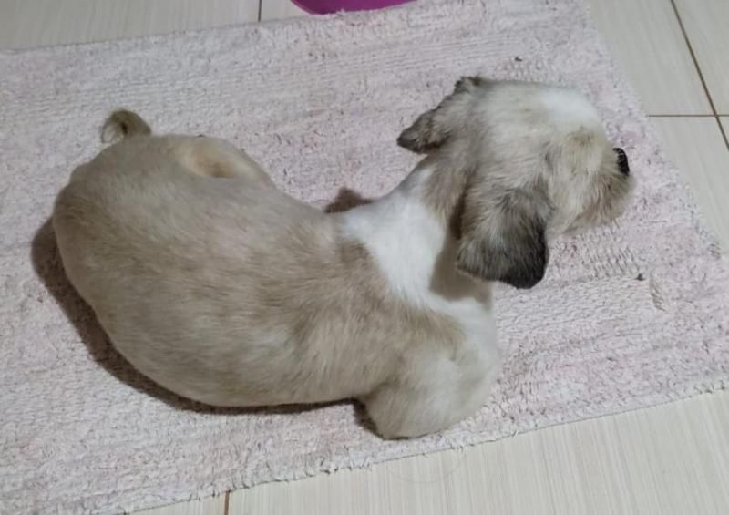 Proprietária oferece gratificação para quem encontrar sua cadela que desapareceu no bairro Beira Rio em Rolim de Moura Proprietária oferece gratificação para quem encontrar sua cadela que desapareceu no bairro Beira Rio em Rolim de Moura