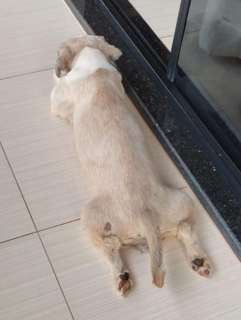 Proprietária oferece gratificação para quem encontrar sua cadela que desapareceu no bairro Beira Rio em Rolim de Moura Proprietária oferece gratificação para quem encontrar sua cadela que desapareceu no bairro Beira Rio em Rolim de Moura