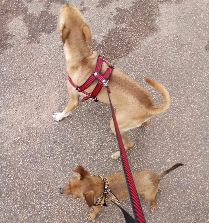 Procura-se por cachorro da raça Pinscher, que desapareceu de uma residência no centro de Rolim de Moura Procura-se por cachorro da raça Pinscher, que desapareceu de uma residência no centro de Rolim de Moura