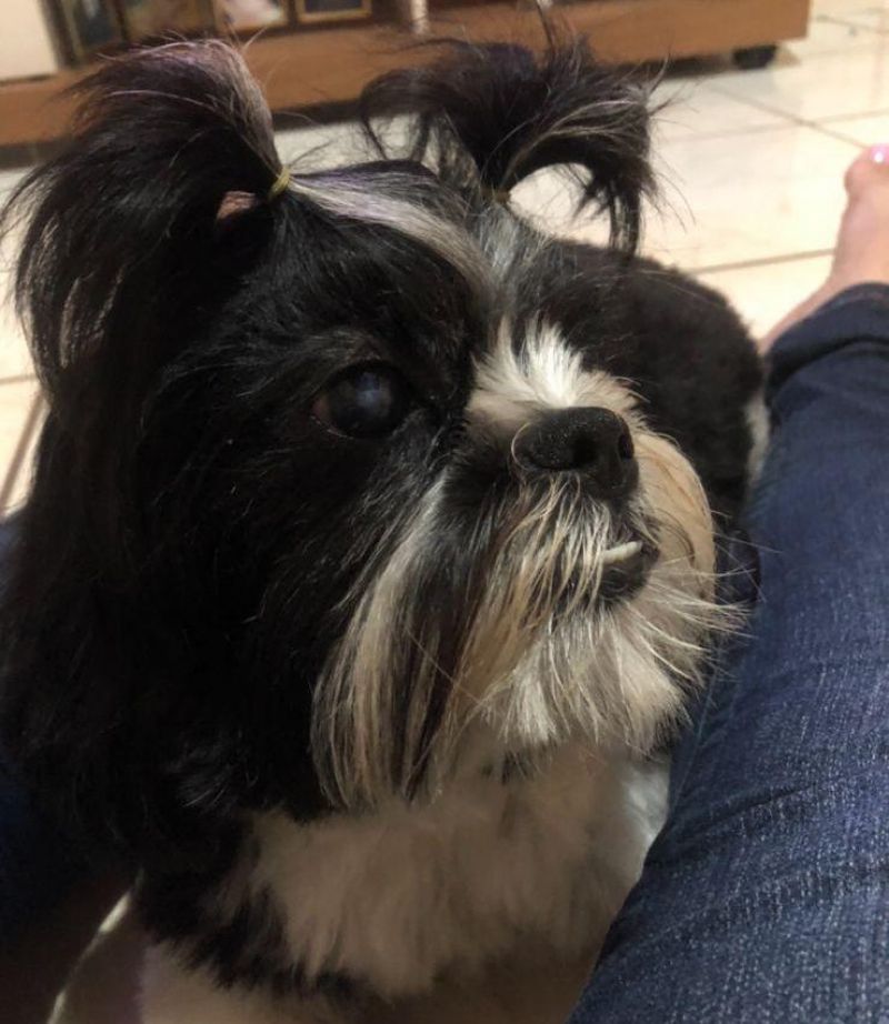 Procura-se por cadela da raça Shitsu, que desapareceu de residência em Rolim de Moura Procura-se por cadela da raça Shitsu, que desapareceu de residência em Rolim de Moura