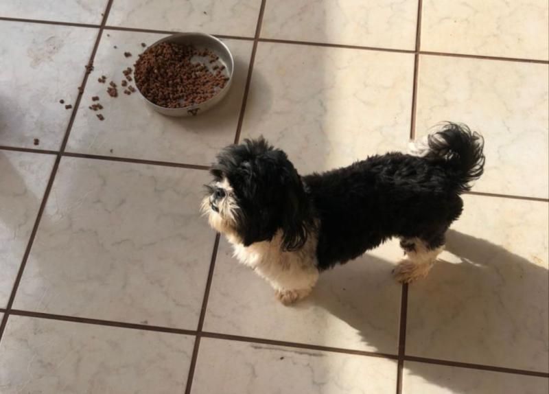 Procura-se por cadela da raça Shitsu, que desapareceu de residência em Rolim de Moura Procura-se por cadela da raça Shitsu, que desapareceu de residência em Rolim de Moura