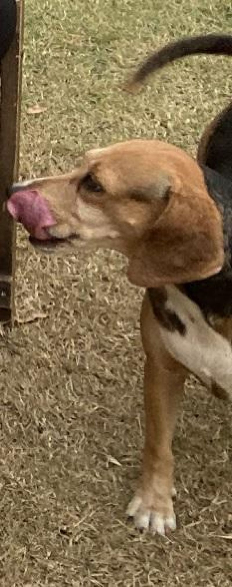 Procura-se por dois cachorros que desapareceram de residência, no Centro de Rolim de Moura Procura-se por dois cachorros que desapareceram de residência, no Centro de Rolim de Moura