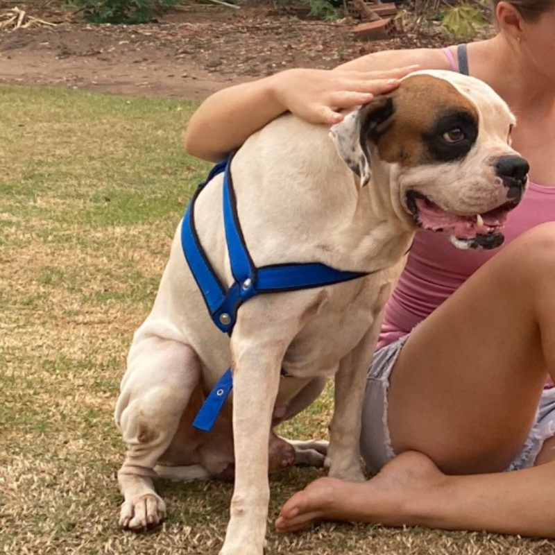 Procura-se por dois cachorros que desapareceram de residência, no Centro de Rolim de Moura Procura-se por dois cachorros que desapareceram de residência, no Centro de Rolim de Moura