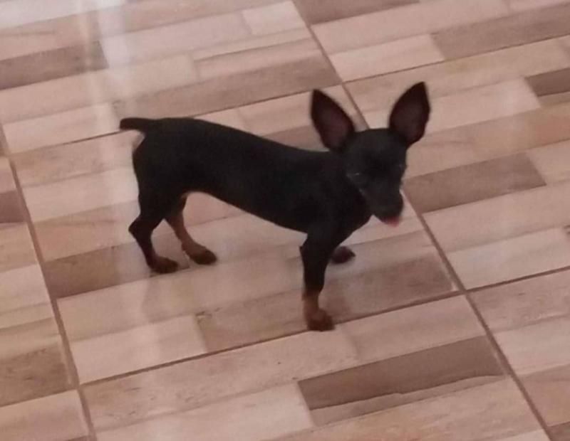 Procura-se por uma cachorra Pinscher, que desapareceu de residência no bairro Industrial; oferece recompensa Procura-se por uma cachorra Pinscher, que desapareceu de residência no bairro Industrial; oferece recompensa