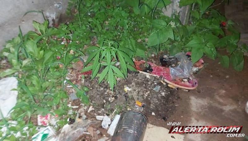 Três homens foram detidos pela PM em Rolim de Moura com 05 pés de maconha em residência Três homens foram detidos pela PM em Rolim de Moura com 05 pés de maconha em residência