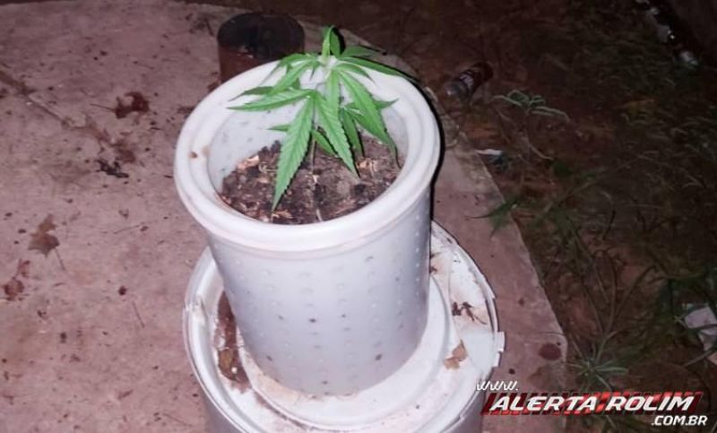 Três homens foram detidos pela PM em Rolim de Moura com 05 pés de maconha em residência Três homens foram detidos pela PM em Rolim de Moura com 05 pés de maconha em residência