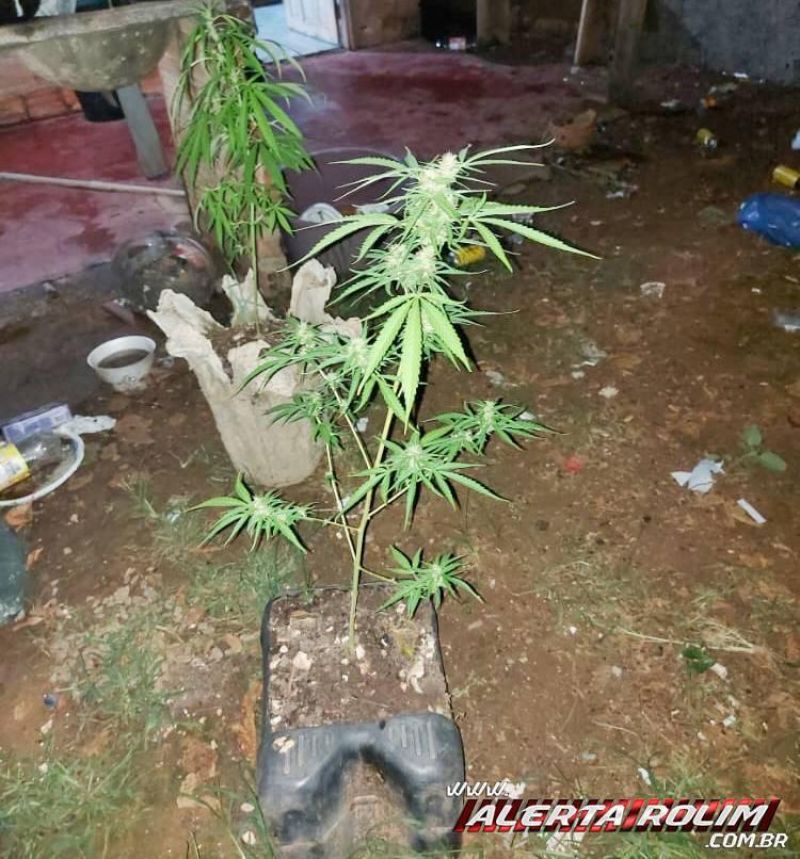 Três homens foram detidos pela PM em Rolim de Moura com 05 pés de maconha em residência Três homens foram detidos pela PM em Rolim de Moura com 05 pés de maconha em residência