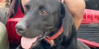 Família de Rolim de Moura procura por cão que desapareceu na linha 156
