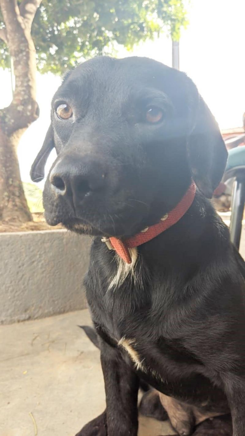 Família de Rolim de Moura procura por cão que desapareceu na linha 156 Família de Rolim de Moura procura por cão que desapareceu na linha 156