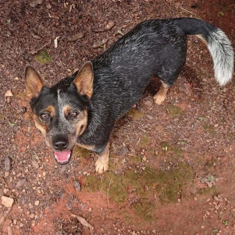 Procura-se cachorra da raça Bloe Heeler, que desapareceu de residência em Rolim de Moura; oferece recompensa Procura-se cachorra da raça Bloe Heeler, que desapareceu de residência em Rolim de Moura; oferece recompensa