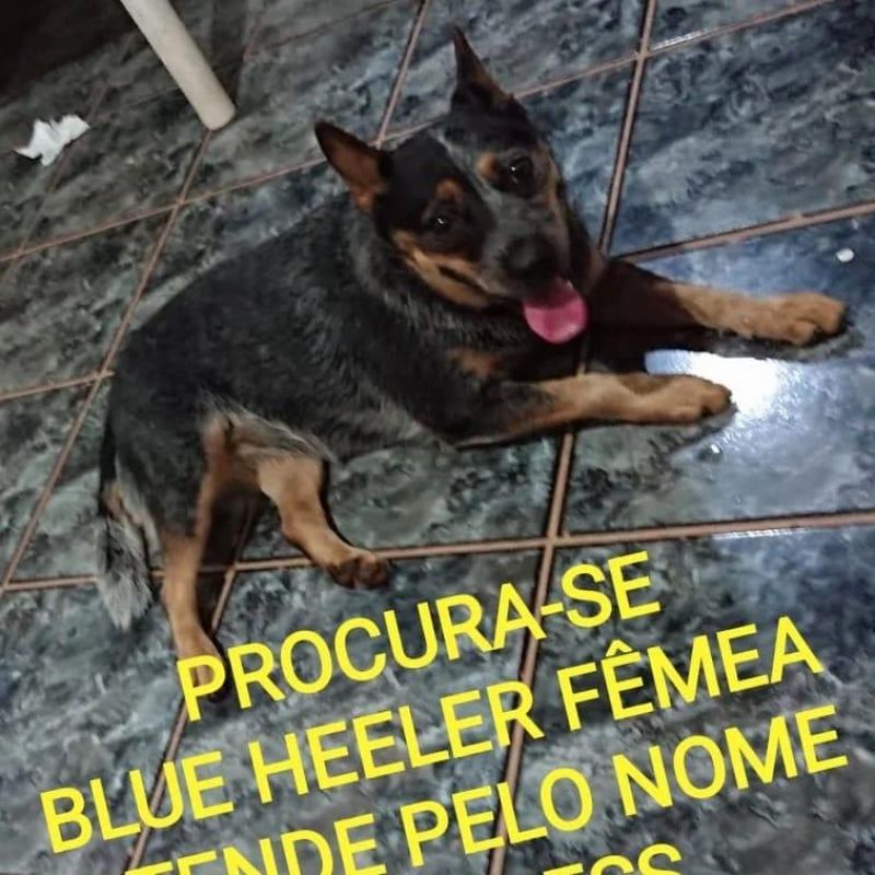 Procura-se cachorra da raça Bloe Heeler, que desapareceu de residência em Rolim de Moura; oferece recompensa Procura-se cachorra da raça Bloe Heeler, que desapareceu de residência em Rolim de Moura; oferece recompensa