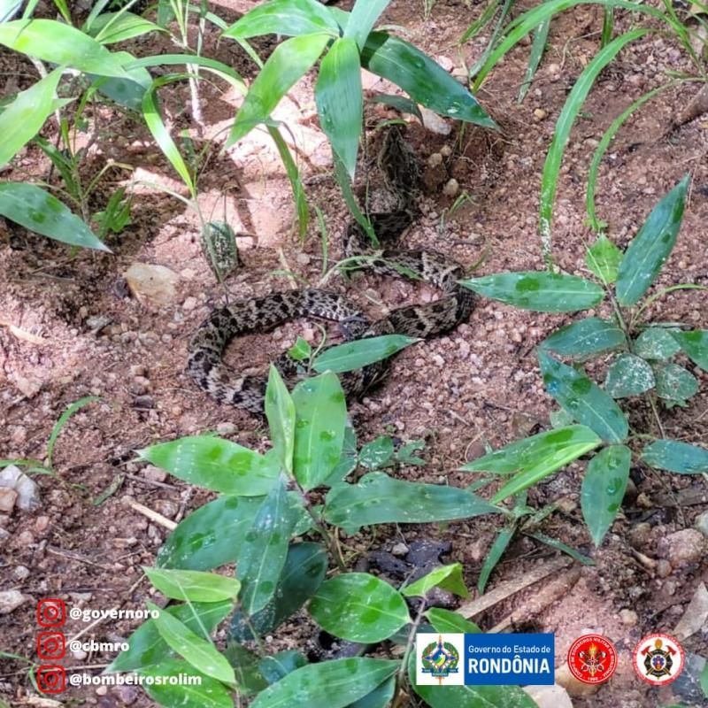 Bombeiros capturaram Jararaca que estava em cima de botijão de gás em residência de Rolim de Moura Bombeiros capturaram Jararaca que estava em cima de botijão de gás em residência de Rolim de Moura