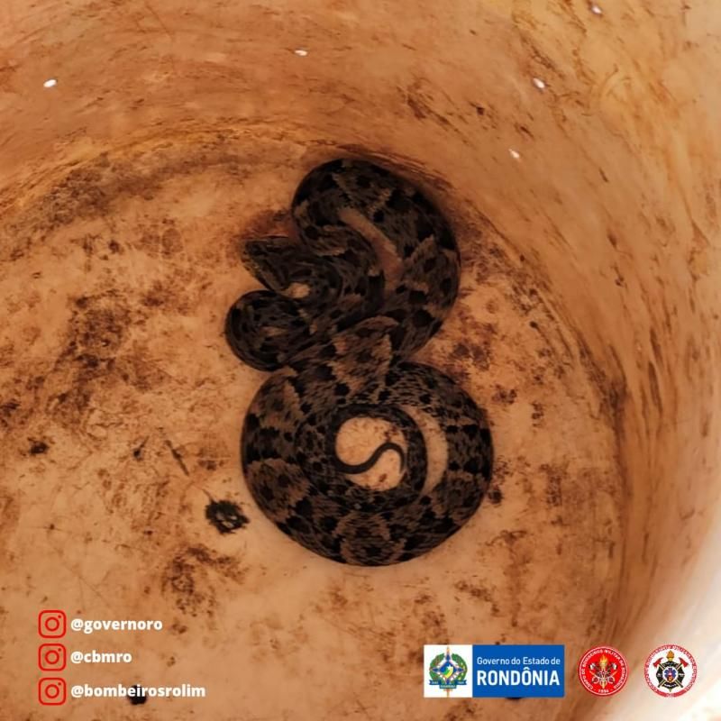 Bombeiros capturaram Jararaca que estava em cima de botijão de gás em residência de Rolim de Moura Bombeiros capturaram Jararaca que estava em cima de botijão de gás em residência de Rolim de Moura