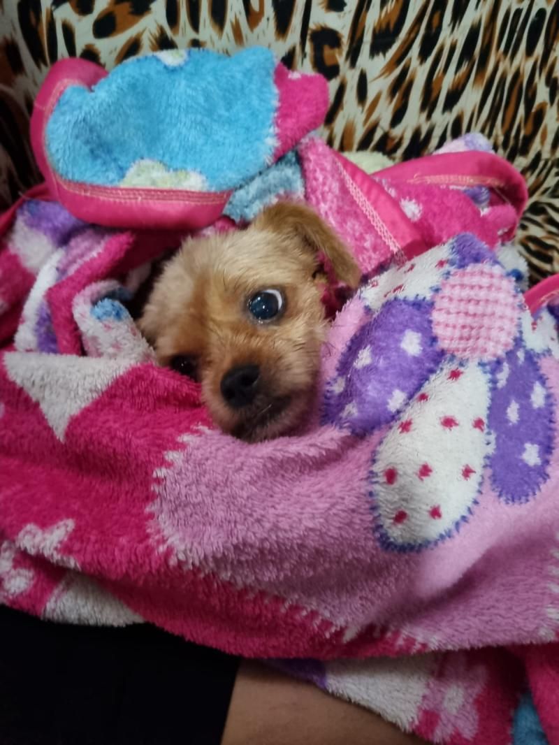 Procura-se cachorrinha que desapareceu de residência no bairro Olímpico; oferece recompensa Procura-se cachorrinha que desapareceu de residência no bairro Olímpico; oferece recompensa