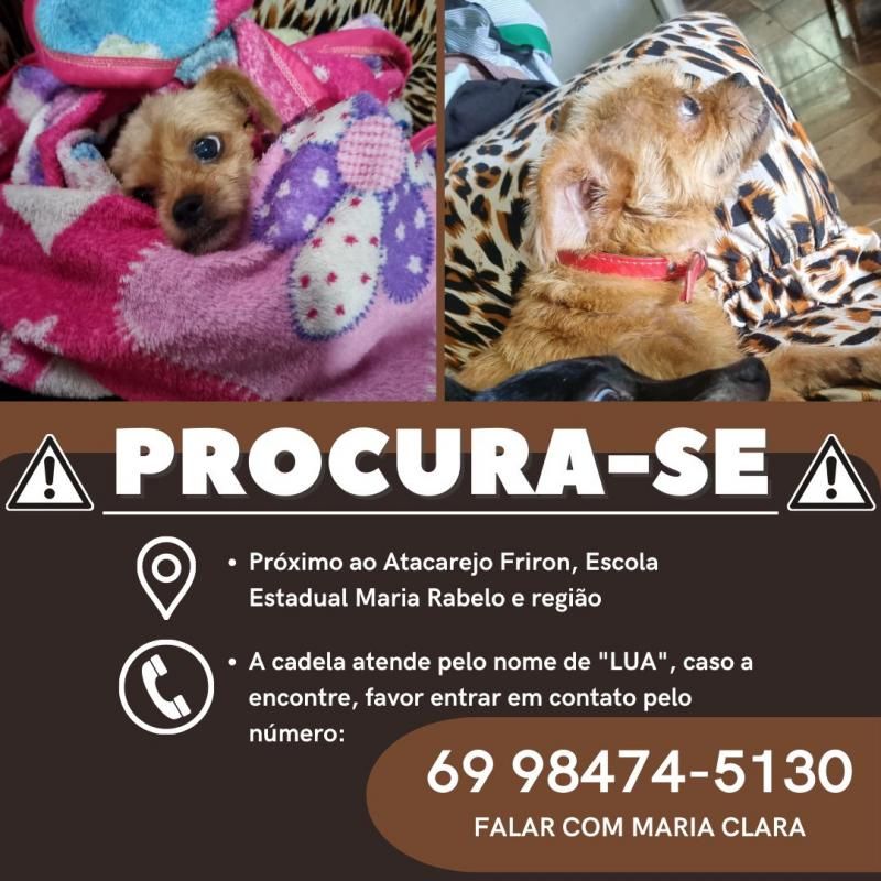 Procura-se cachorrinha que desapareceu de residência no bairro Olímpico; oferece recompensa Procura-se cachorrinha que desapareceu de residência no bairro Olímpico; oferece recompensa