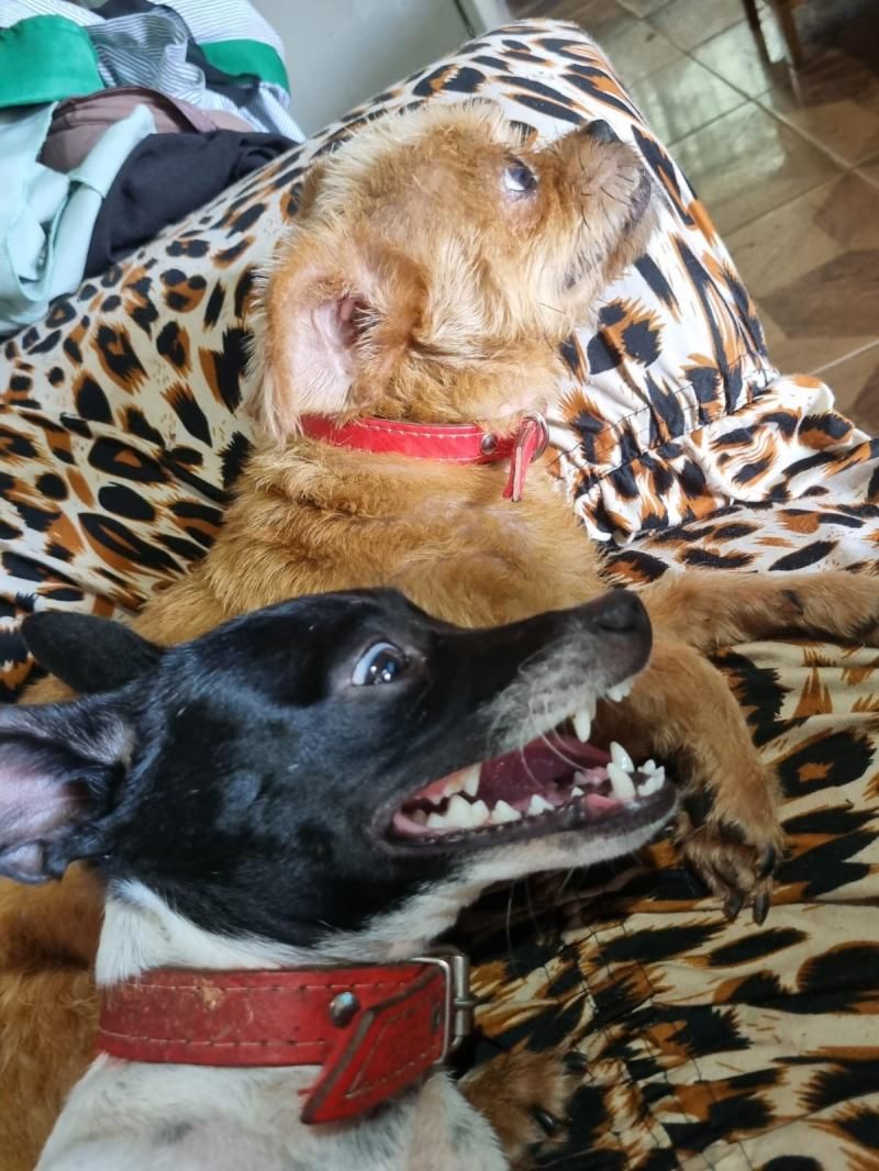 Procura-se cachorrinha que desapareceu de residência no bairro Olímpico; oferece recompensa Procura-se cachorrinha que desapareceu de residência no bairro Olímpico; oferece recompensa