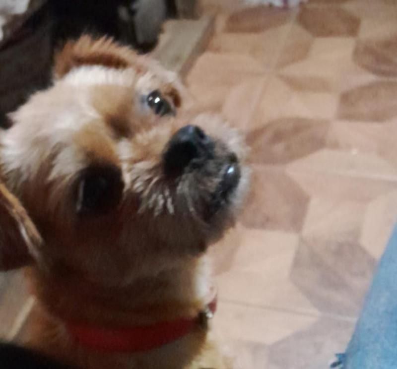 Procura-se cachorrinha que desapareceu de residência no bairro Olímpico; oferece recompensa Procura-se cachorrinha que desapareceu de residência no bairro Olímpico; oferece recompensa