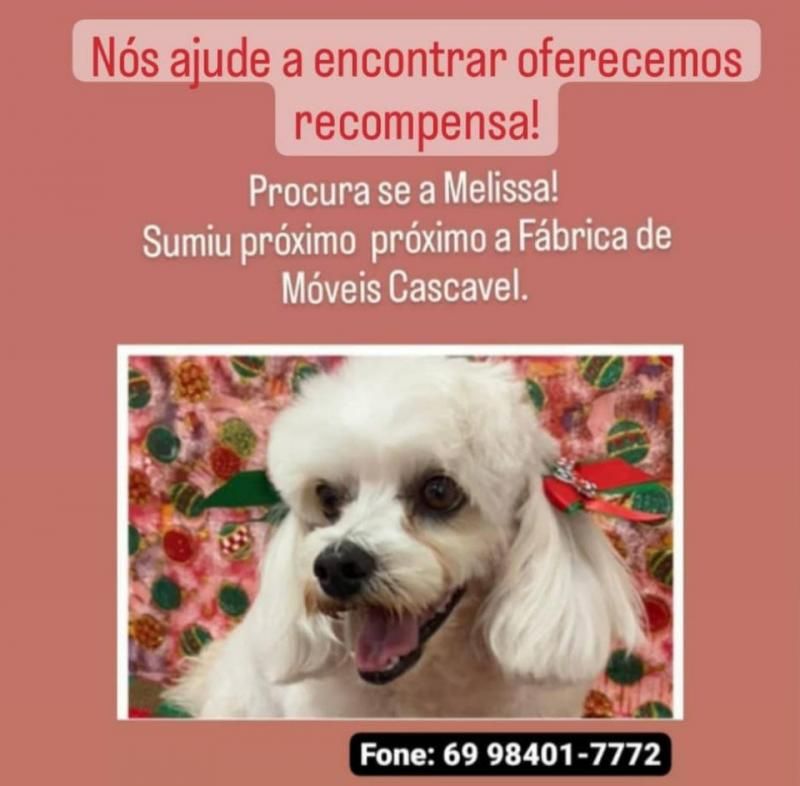 Procura-se uma cachorra da raça Poodle, que desapareceu em Rolim de Moura Procura-se uma cachorra da raça Poodle, que desapareceu em Rolim de Moura