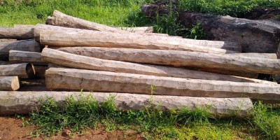 Edital de leilão para venda de madeiras em Alta Floresta/RO