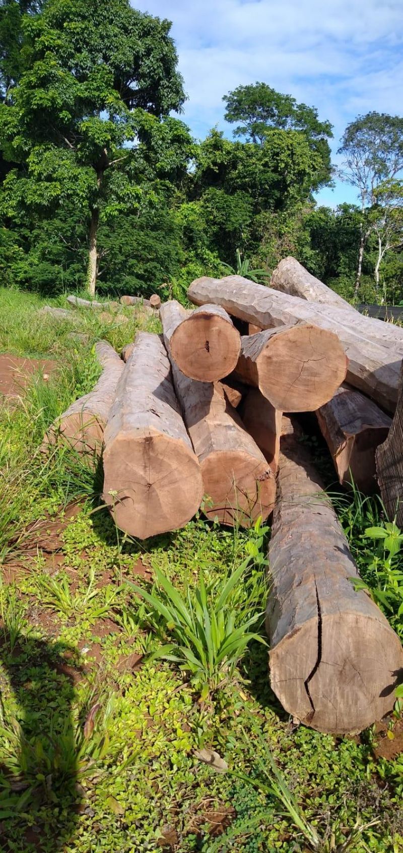 Edital de leilão para venda de madeiras em Alta Floresta/RO Edital de leilão para venda de madeiras em Alta Floresta/RO