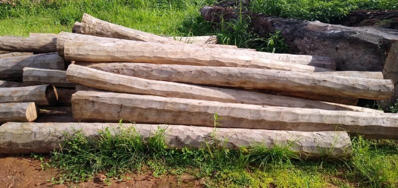 Edital de leilão para venda de madeiras em Alta Floresta/RO Edital de leilão para venda de madeiras em Alta Floresta/RO