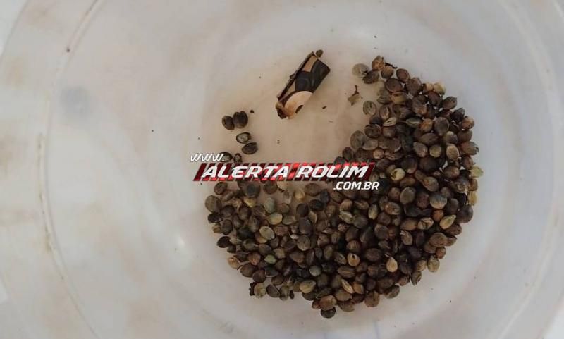 Acusado de tráfico foi preso pela PM com drogas, munições, pés de maconha, veículo e vários produtos de origem duvidosa em Rolim de Moura  Acusado de tráfico foi preso pela PM com drogas, munições, pés de maconha, veículo e vários produtos de origem duvidosa em Rolim de Moura