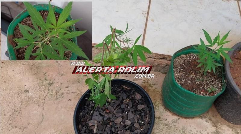 Acusado de tráfico foi preso pela PM com drogas, munições, pés de maconha, veículo e vários produtos de origem duvidosa em Rolim de Moura  Acusado de tráfico foi preso pela PM com drogas, munições, pés de maconha, veículo e vários produtos de origem duvidosa em Rolim de Moura