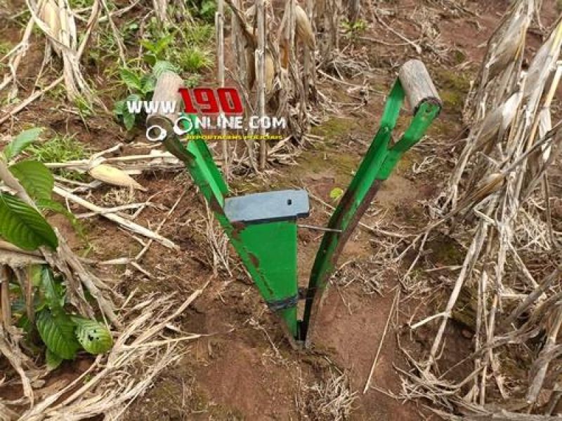 Força Tática da PM localizou plantação de maconha com mais de 100 pés em Alta Floresta do Oeste Força Tática da PM localizou plantação de maconha com mais de 100 pés em Alta Floresta do Oeste
