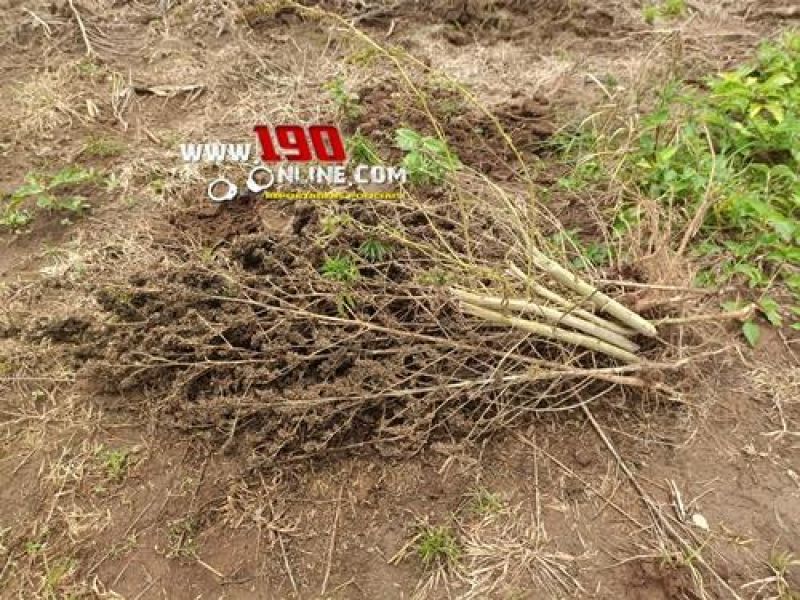 Força Tática da PM localizou plantação de maconha com mais de 100 pés em Alta Floresta do Oeste Força Tática da PM localizou plantação de maconha com mais de 100 pés em Alta Floresta do Oeste