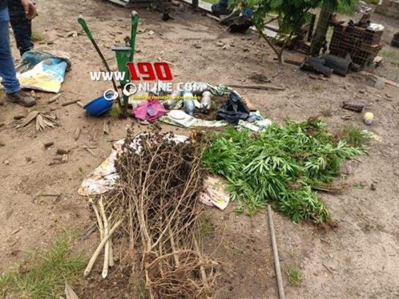 Força Tática da PM localizou plantação de maconha com mais de 100 pés em Alta Floresta do Oeste Força Tática da PM localizou plantação de maconha com mais de 100 pés em Alta Floresta do Oeste