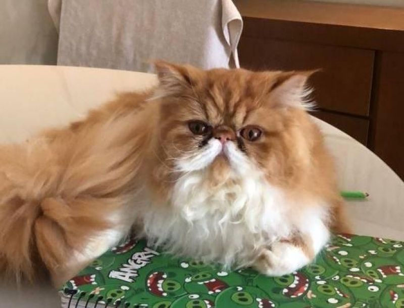 Procura-se e oferece recompensa por Gata Persa que desapareceu de residência em Rolim de Moura Procura-se e oferece recompensa por Gata Persa que desapareceu de residência em Rolim de Moura