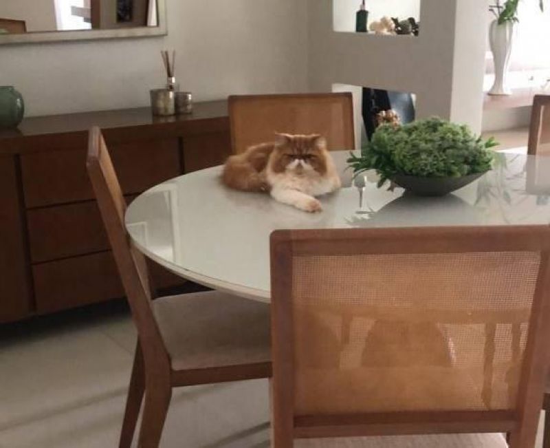 Procura-se e oferece recompensa por Gata Persa que desapareceu de residência em Rolim de Moura Procura-se e oferece recompensa por Gata Persa que desapareceu de residência em Rolim de Moura