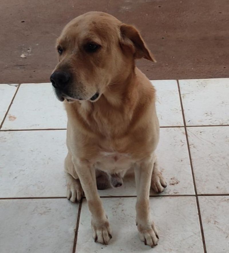 Procura-se por dois cães que desapareceram de residência na área central de Rolim de Moura Procura-se por dois cães que desapareceram de residência na área central de Rolim de Moura